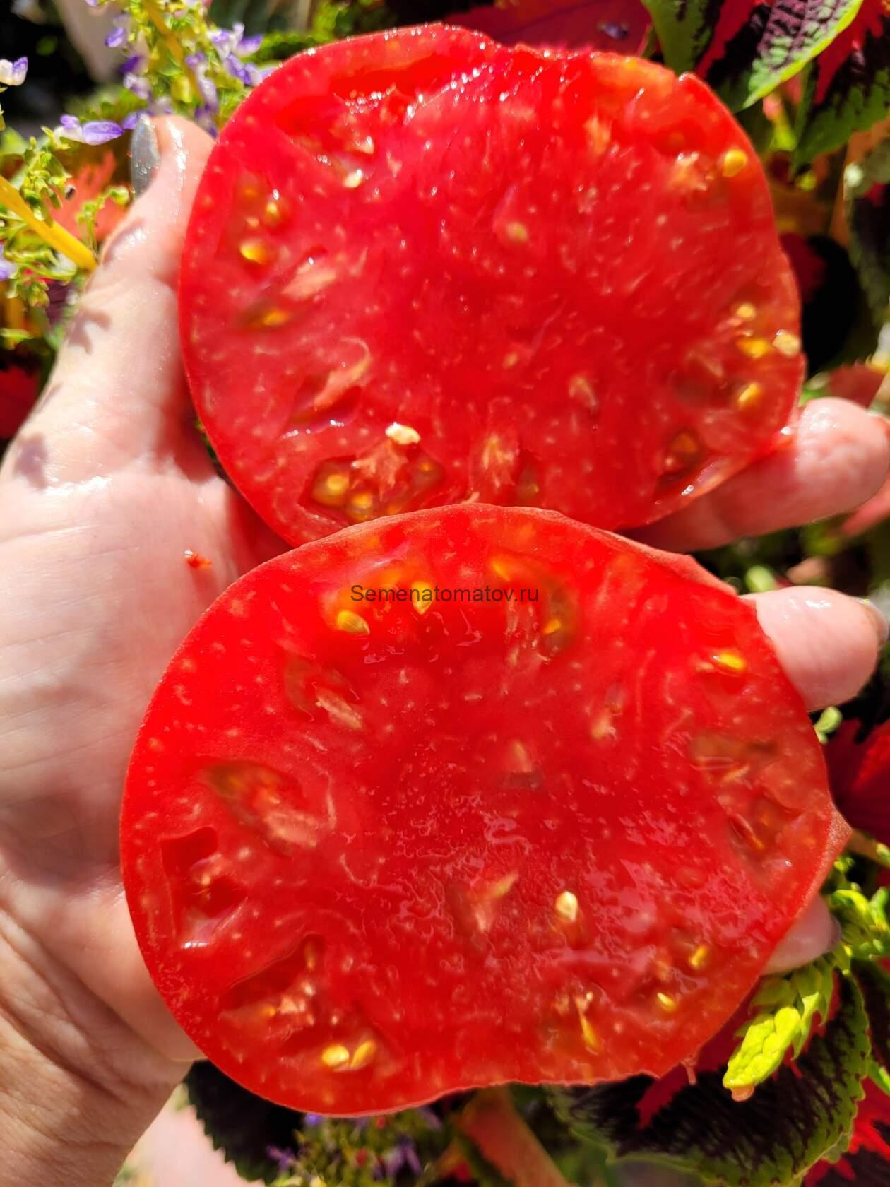 Красный Комар — изображение 2