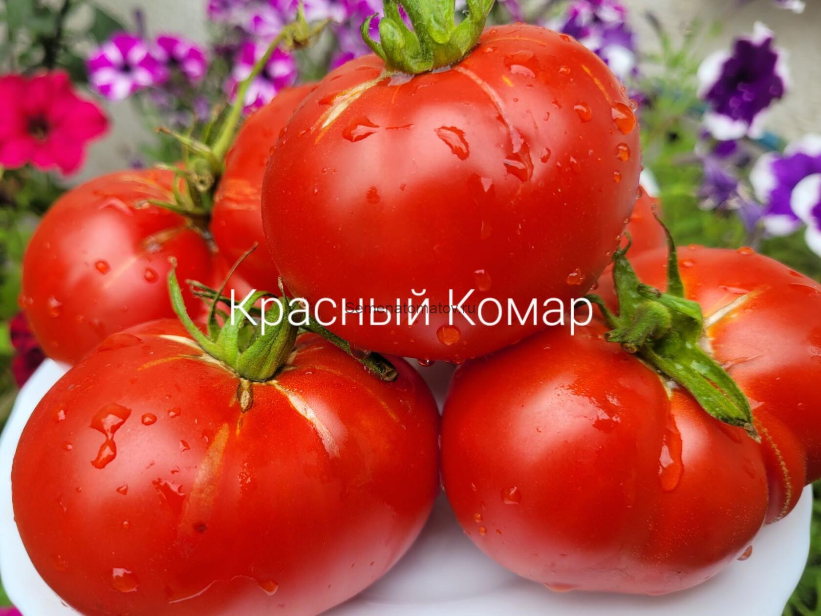 Красный Комар