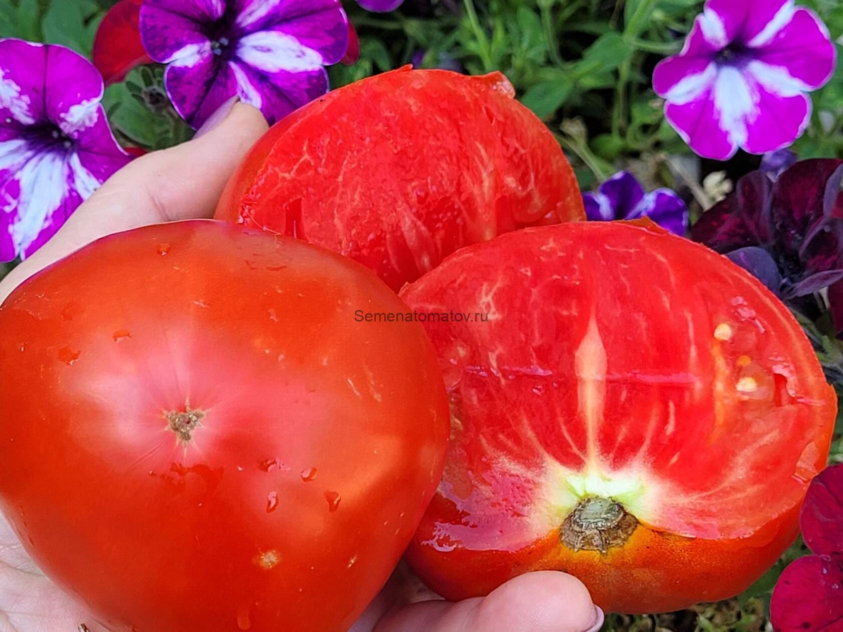 Красавчик Красный