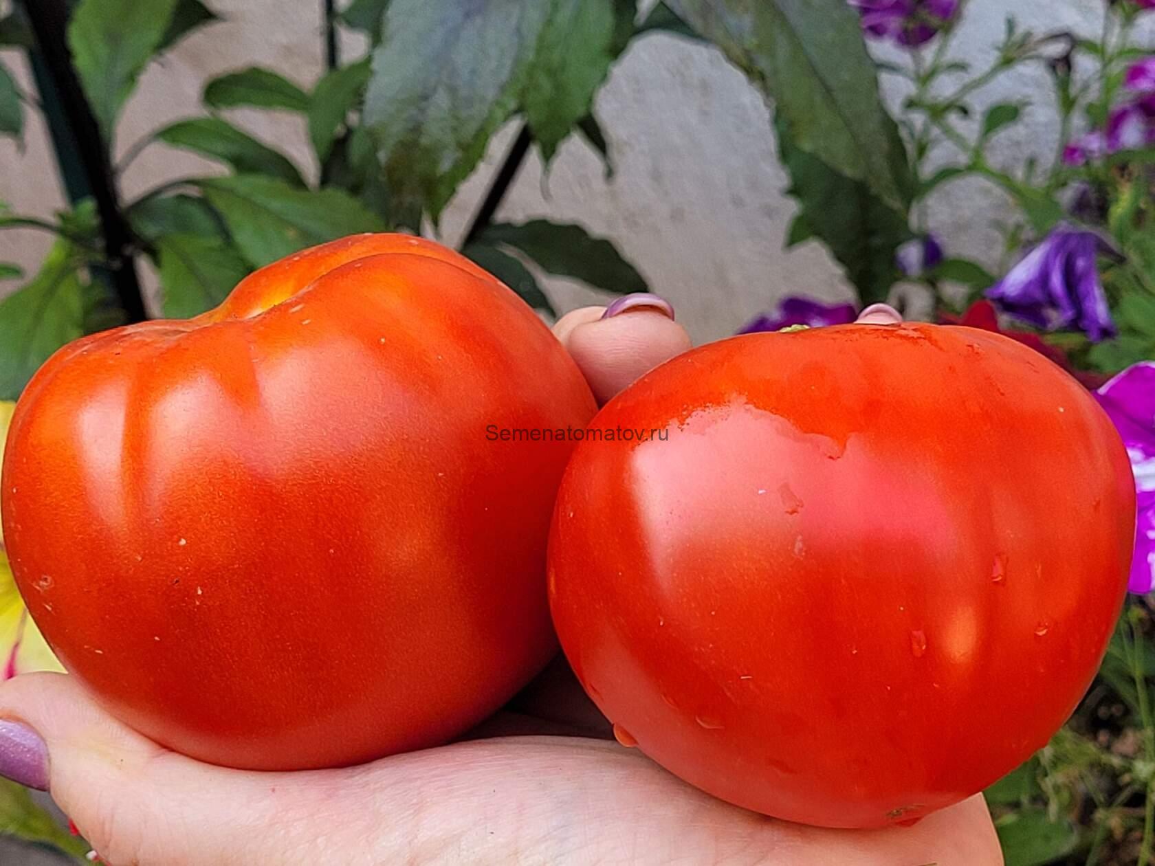 Красавчик Красный — изображение 2