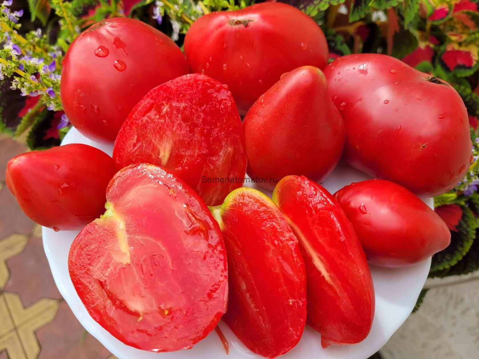 Гном Крейзи Каллиопа, Сумасшедший Каллиопа (CrazyCalliope) — изображение 2