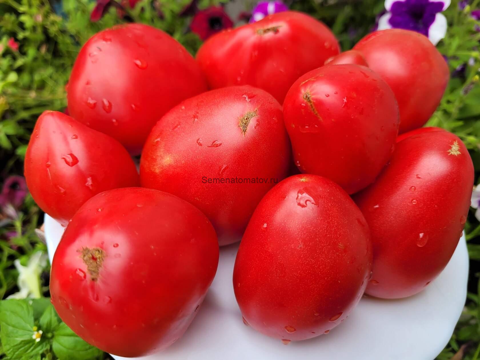 Гном Крейзи Каллиопа, Сумасшедший Каллиопа (CrazyCalliope)