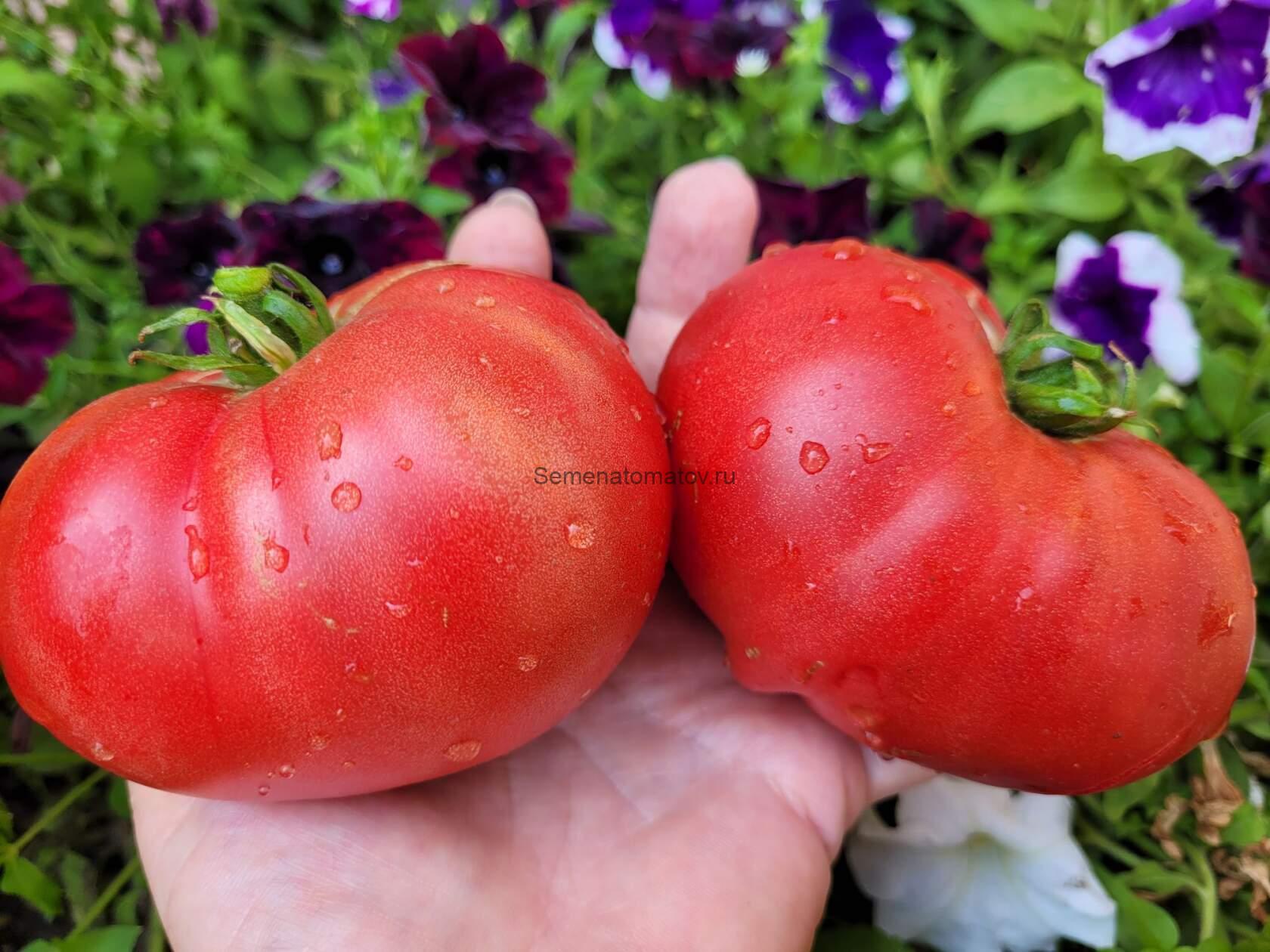 Кубанский Домашний Розовый