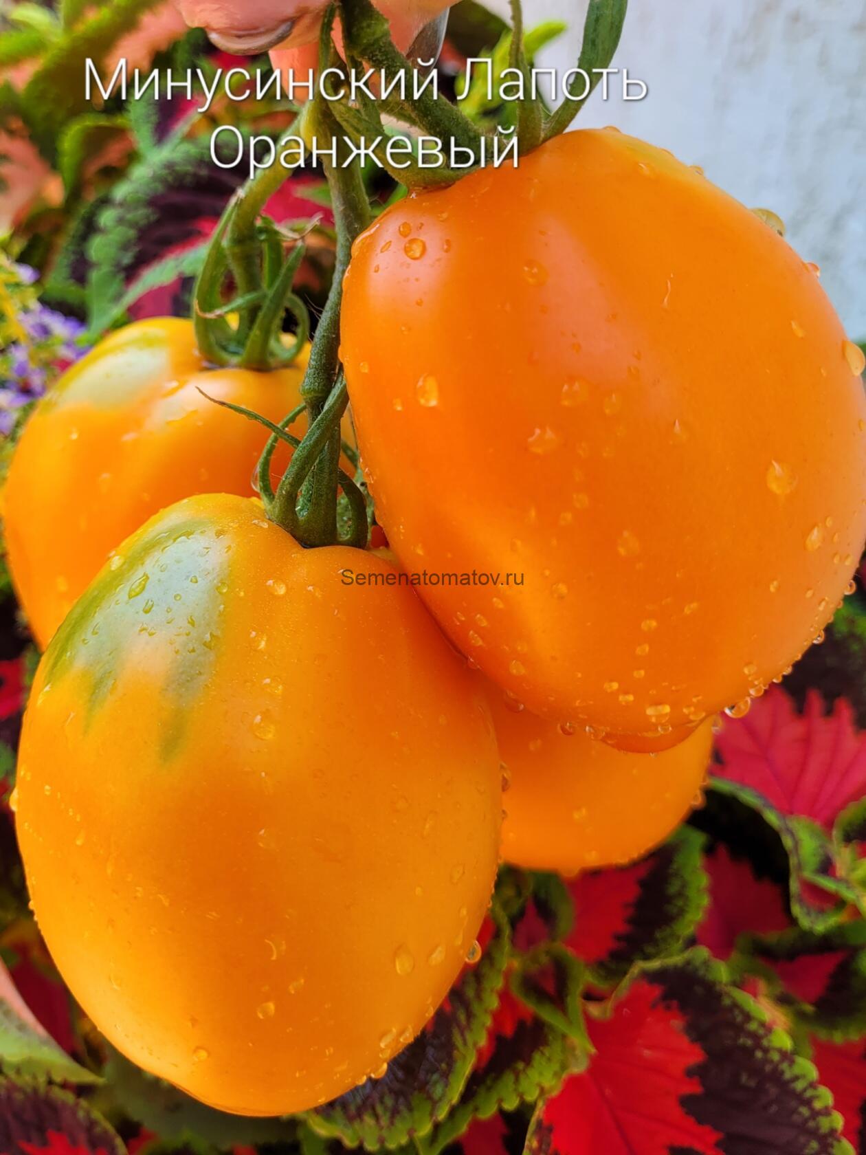 Минусинский Лапоть Оранжевый