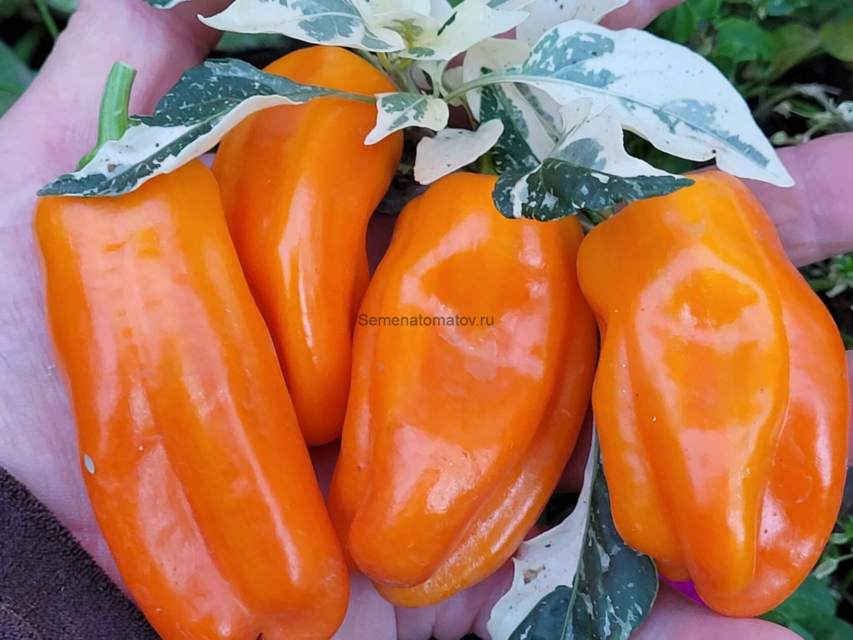 Конфета Леденец Оранжевая  Candy Cane Orange Variegated