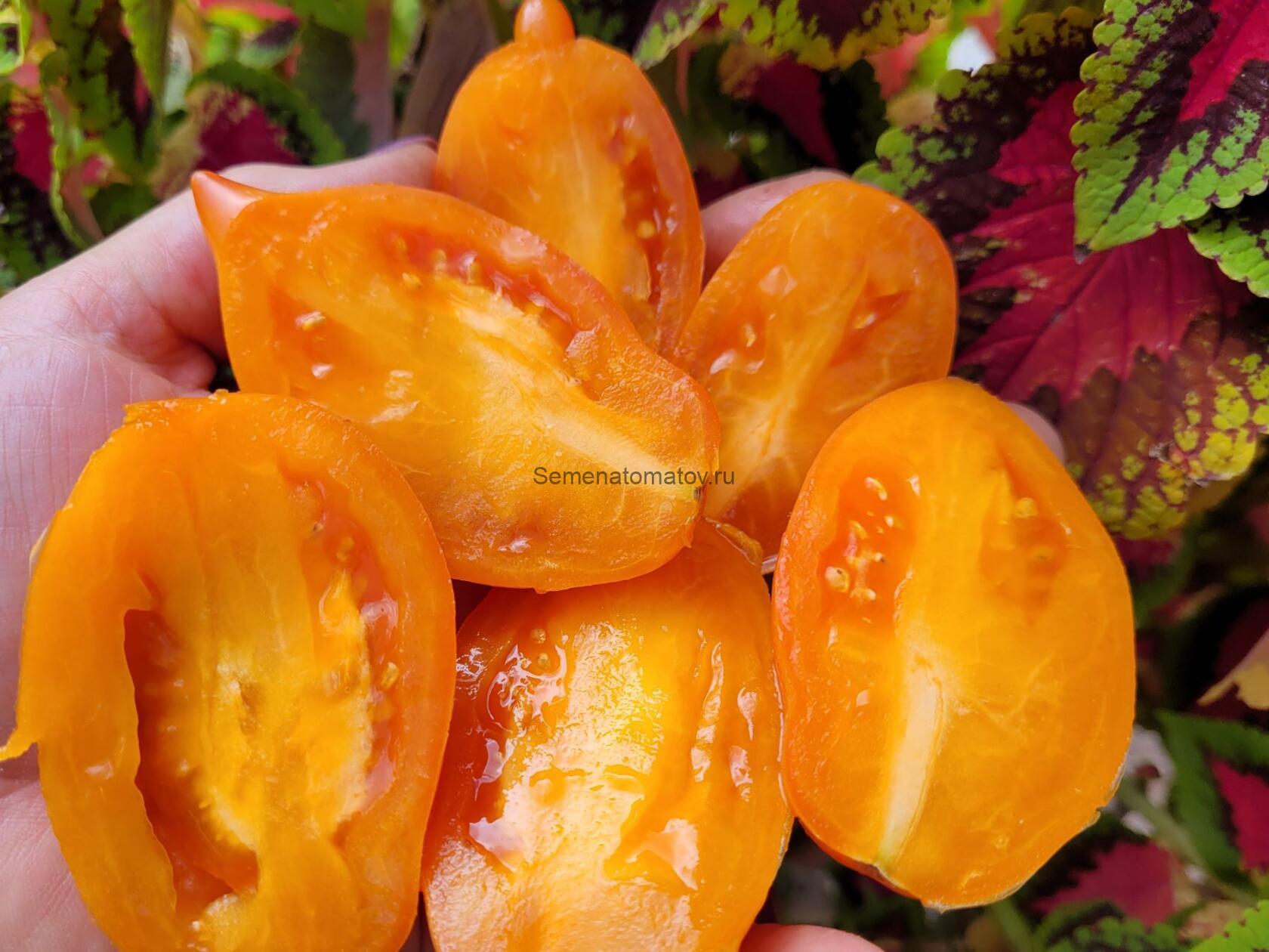 Манго Джанго — изображение 2