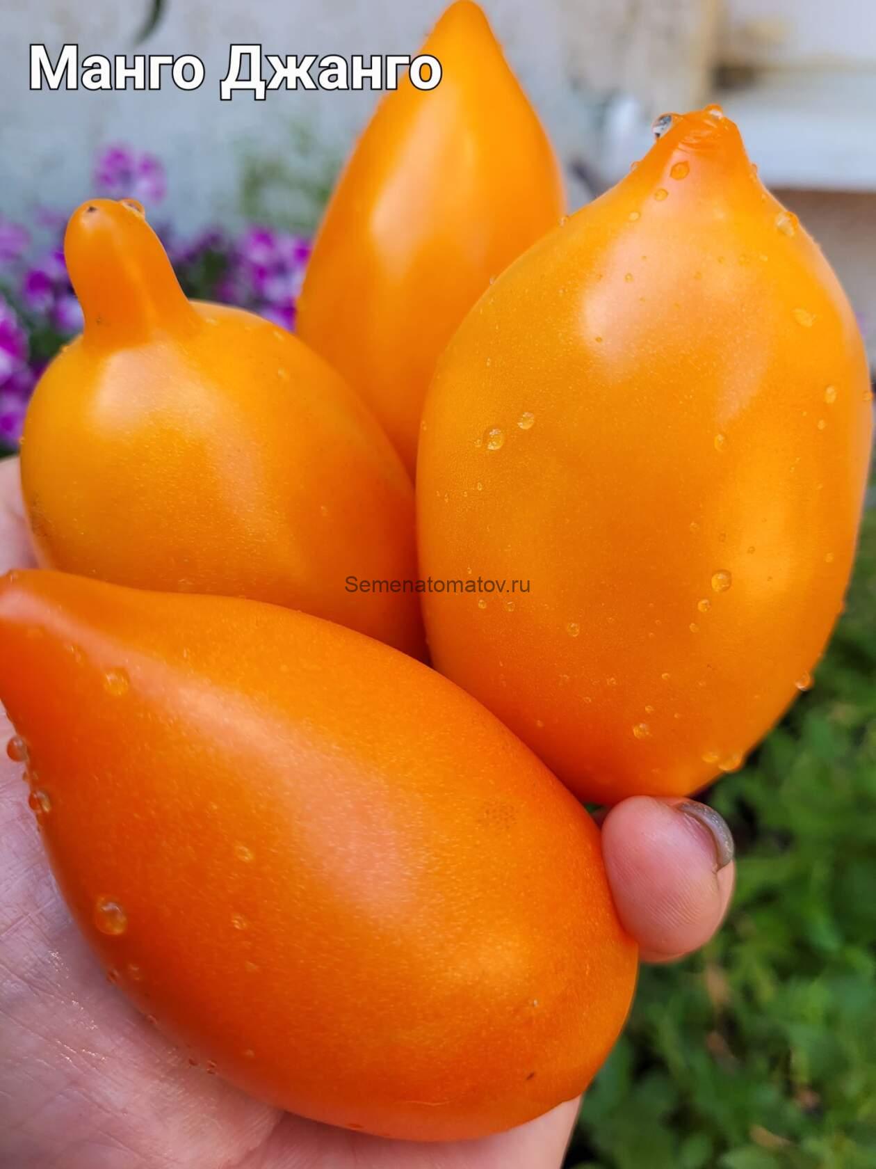 Манго Джанго