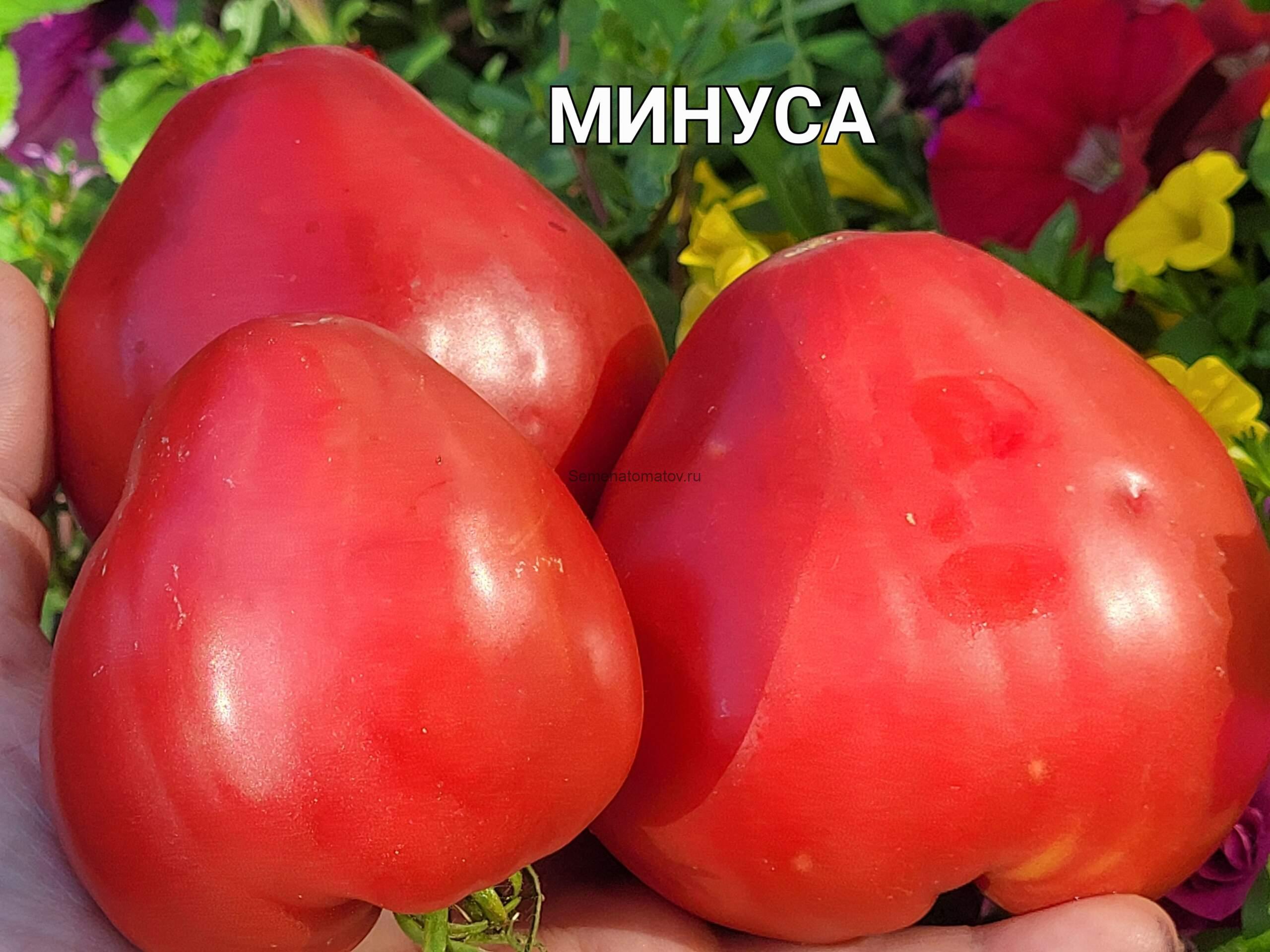 Минуса — изображение 4