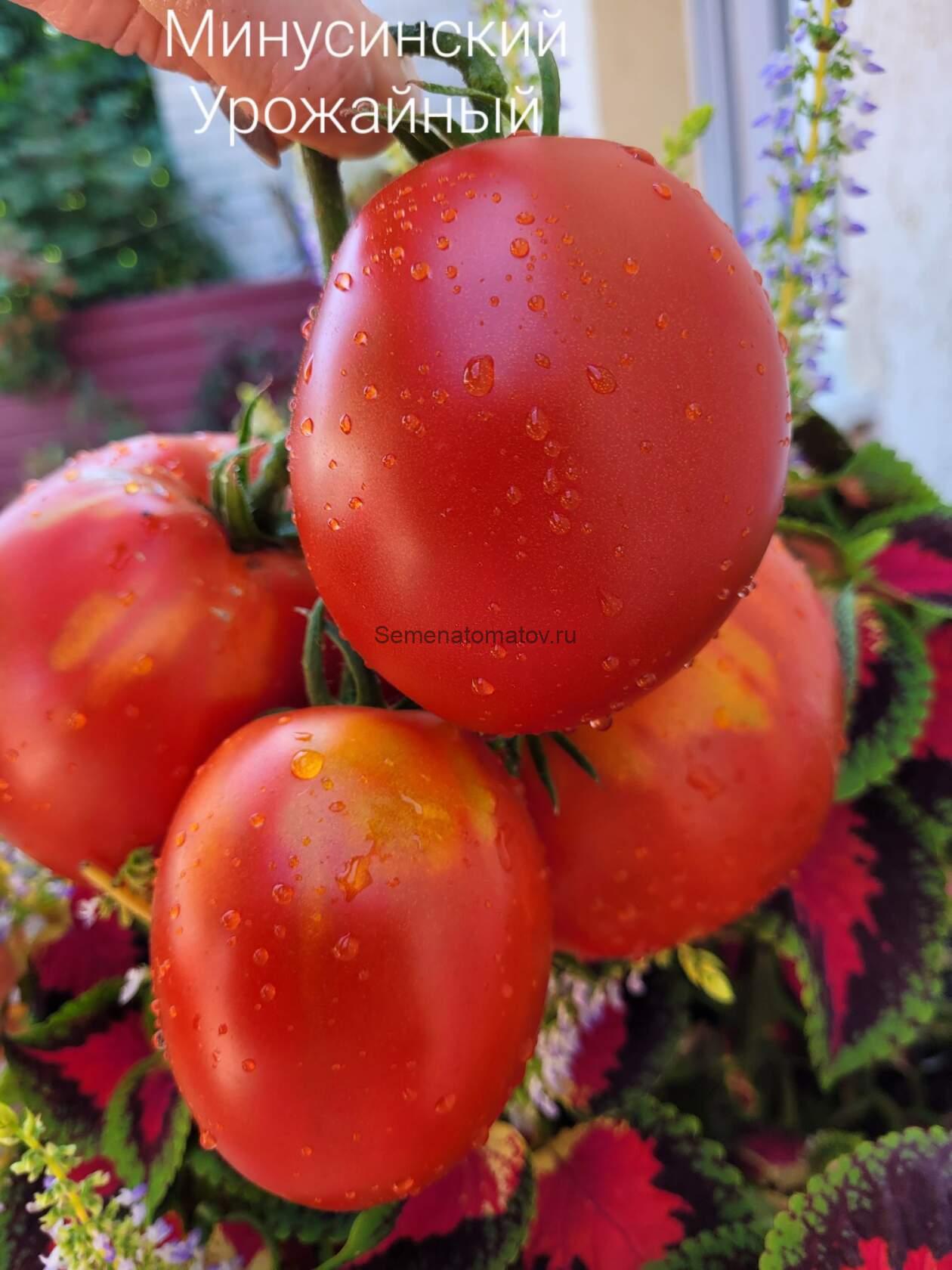 Минусинские Урожайные — изображение 2