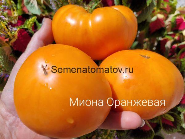 Миона Оранжевая