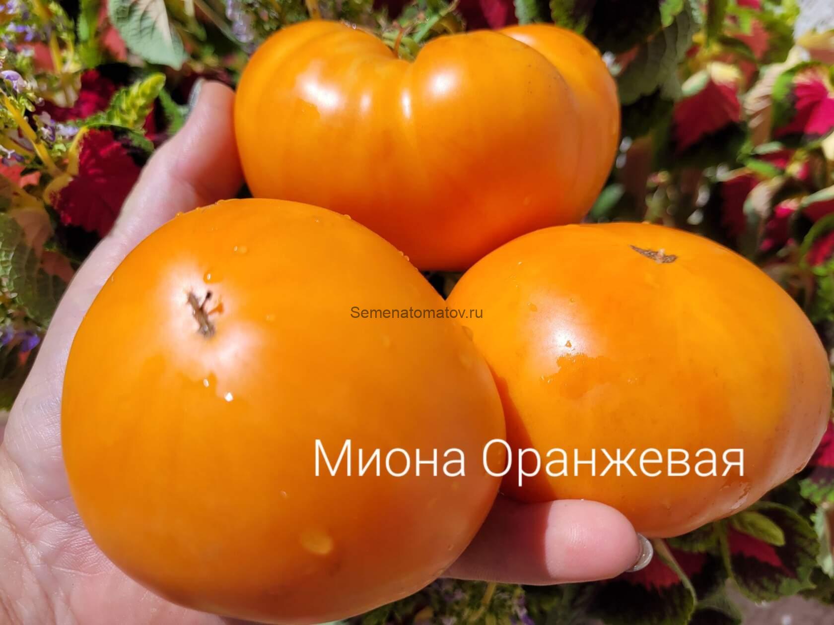 Миона Оранжевая