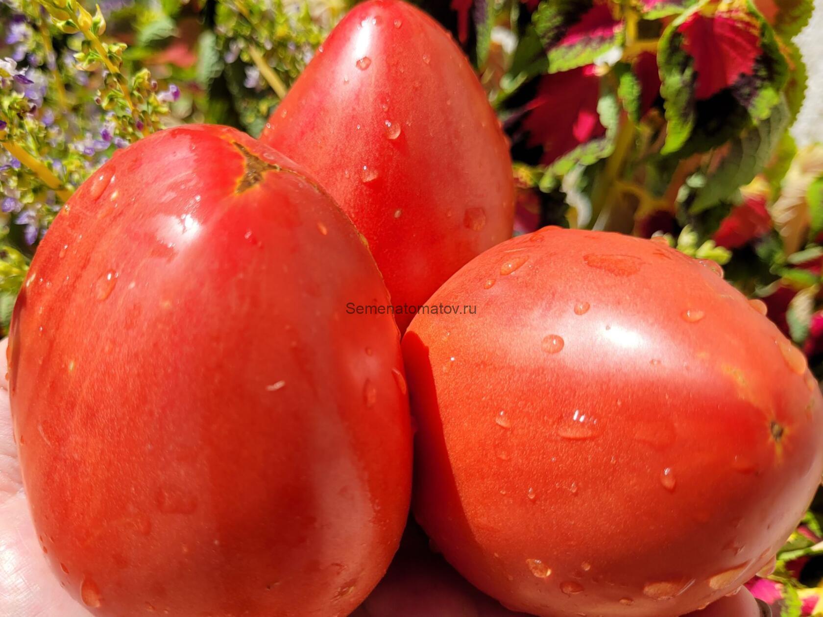 HOLY MYRRHBEARER Святая Мироносица