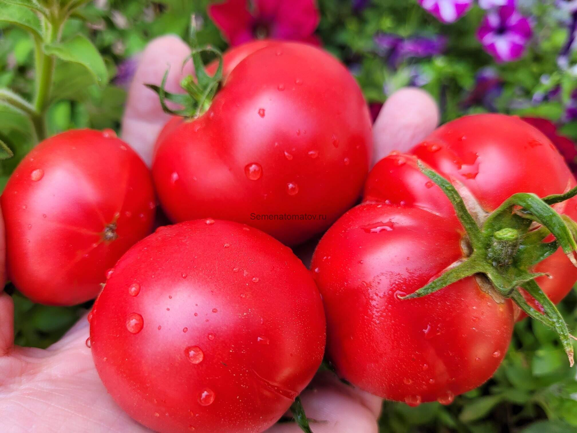 Бабушкино Нещечко