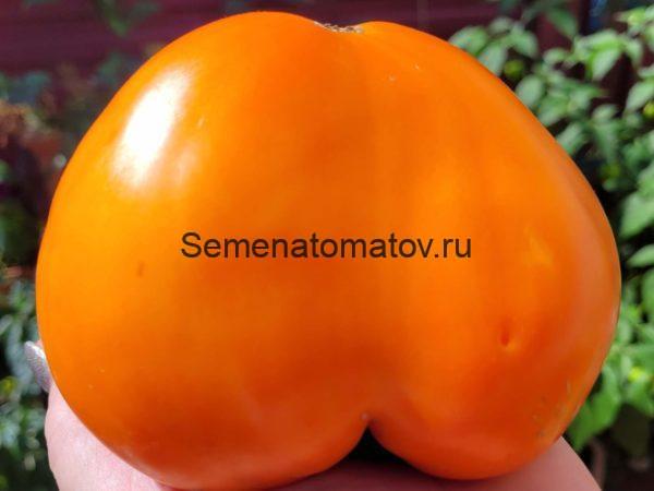 Orange Strawberry. Оранжевая Клубника — изображение 3