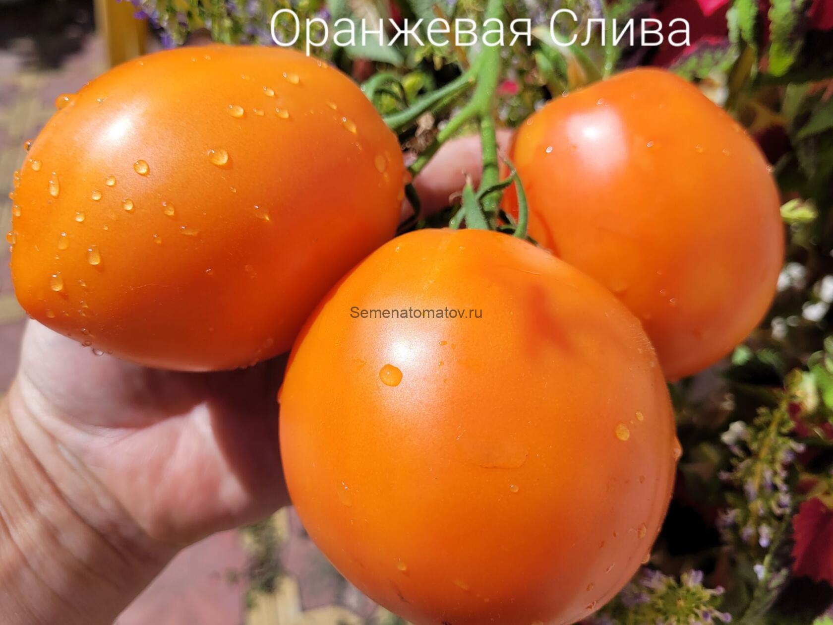 Оранжевая Слива