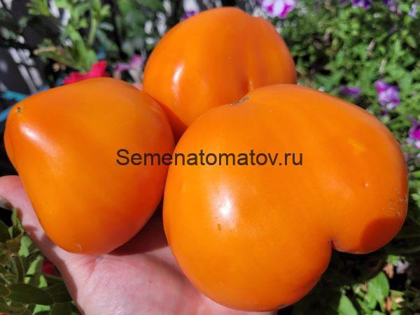 Orange Strawberry. Оранжевая Клубника