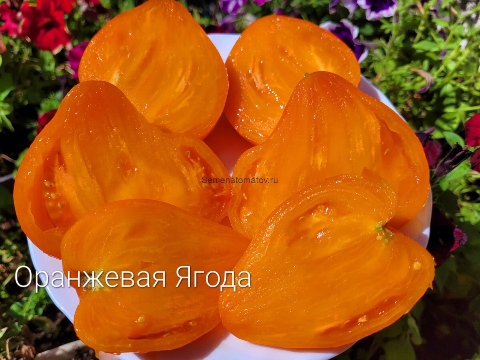Оранжевая Ягода — изображение 2