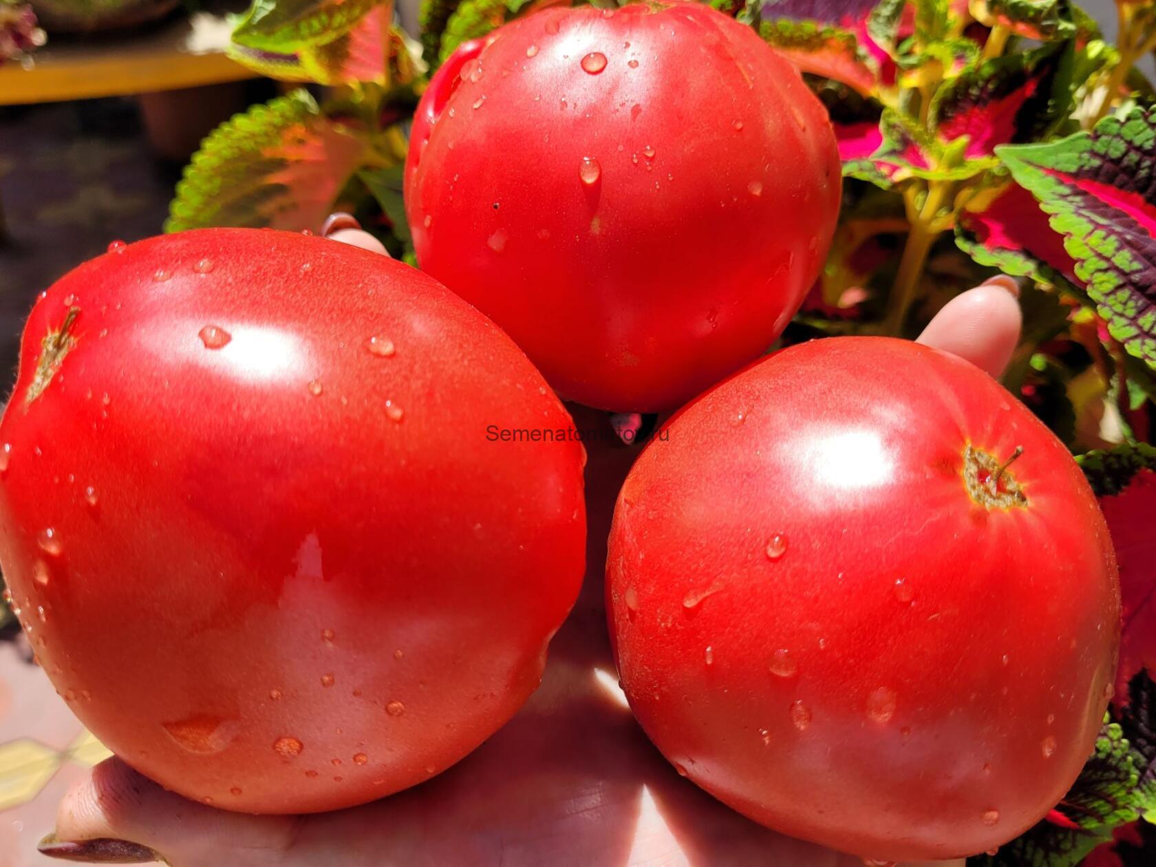 От Гульжан Казахстан