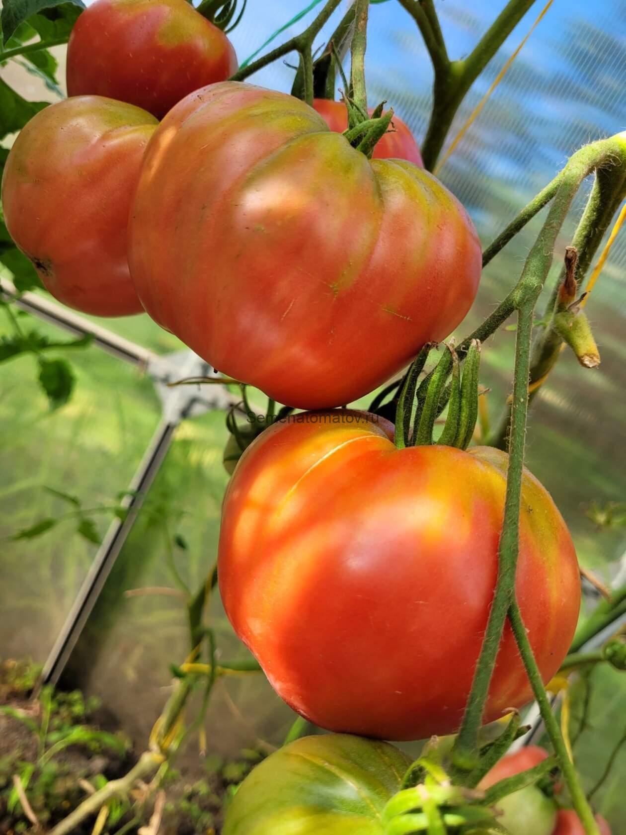 Минусинское бычье сердце от Галины и Сергея Гонсиоровских