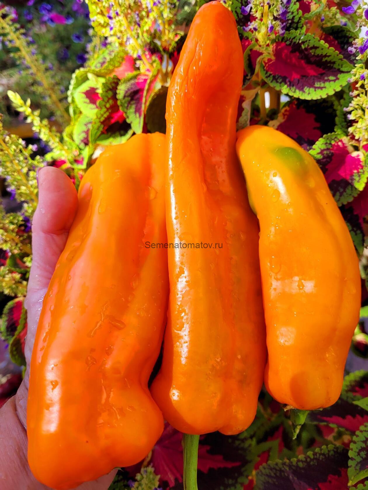 Палермо Оранжевый