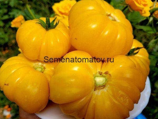 Питанга желтая (Pitanga Yellow, Италия)