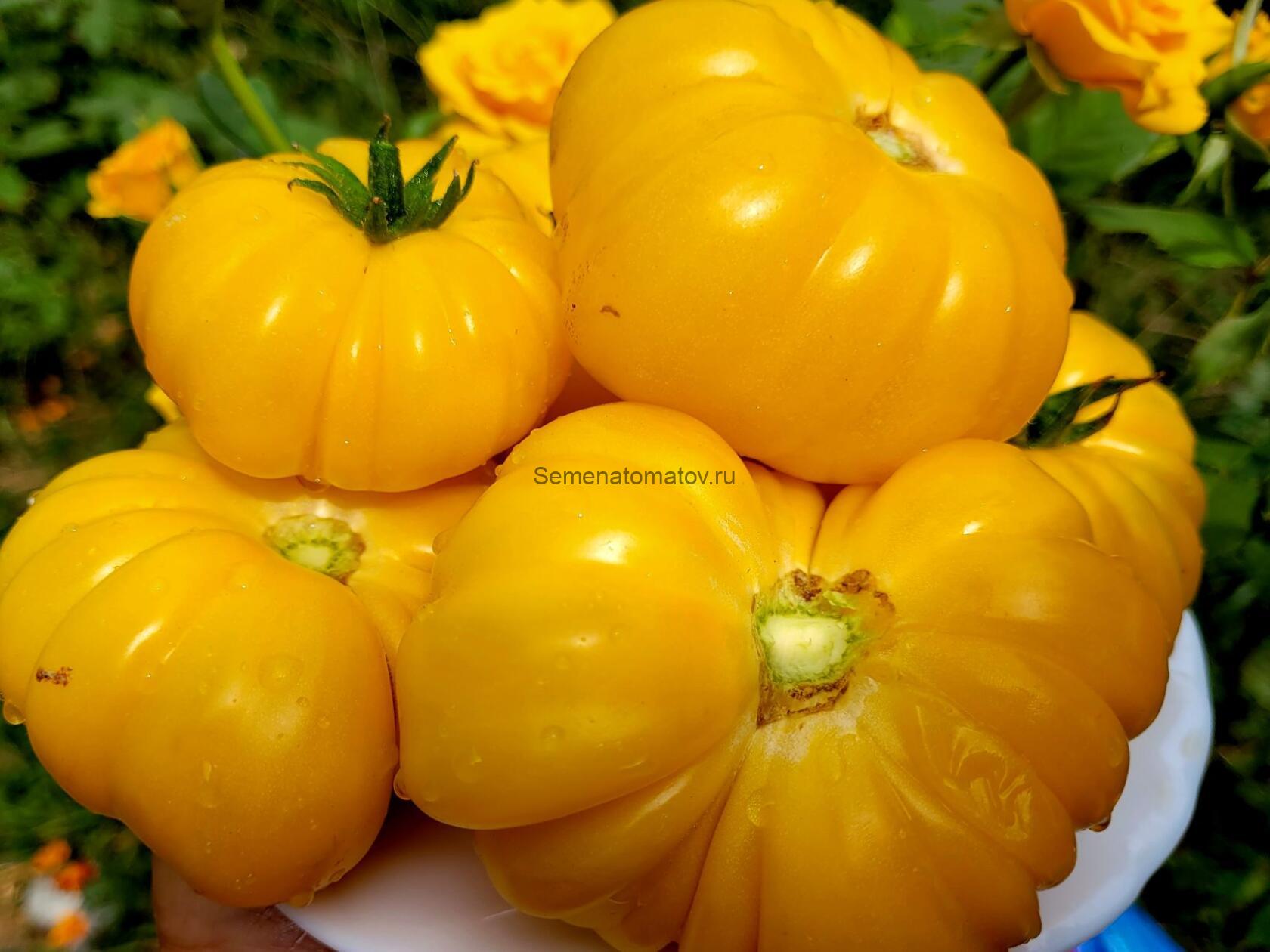 Питанга желтая (Pitanga Yellow, Италия)