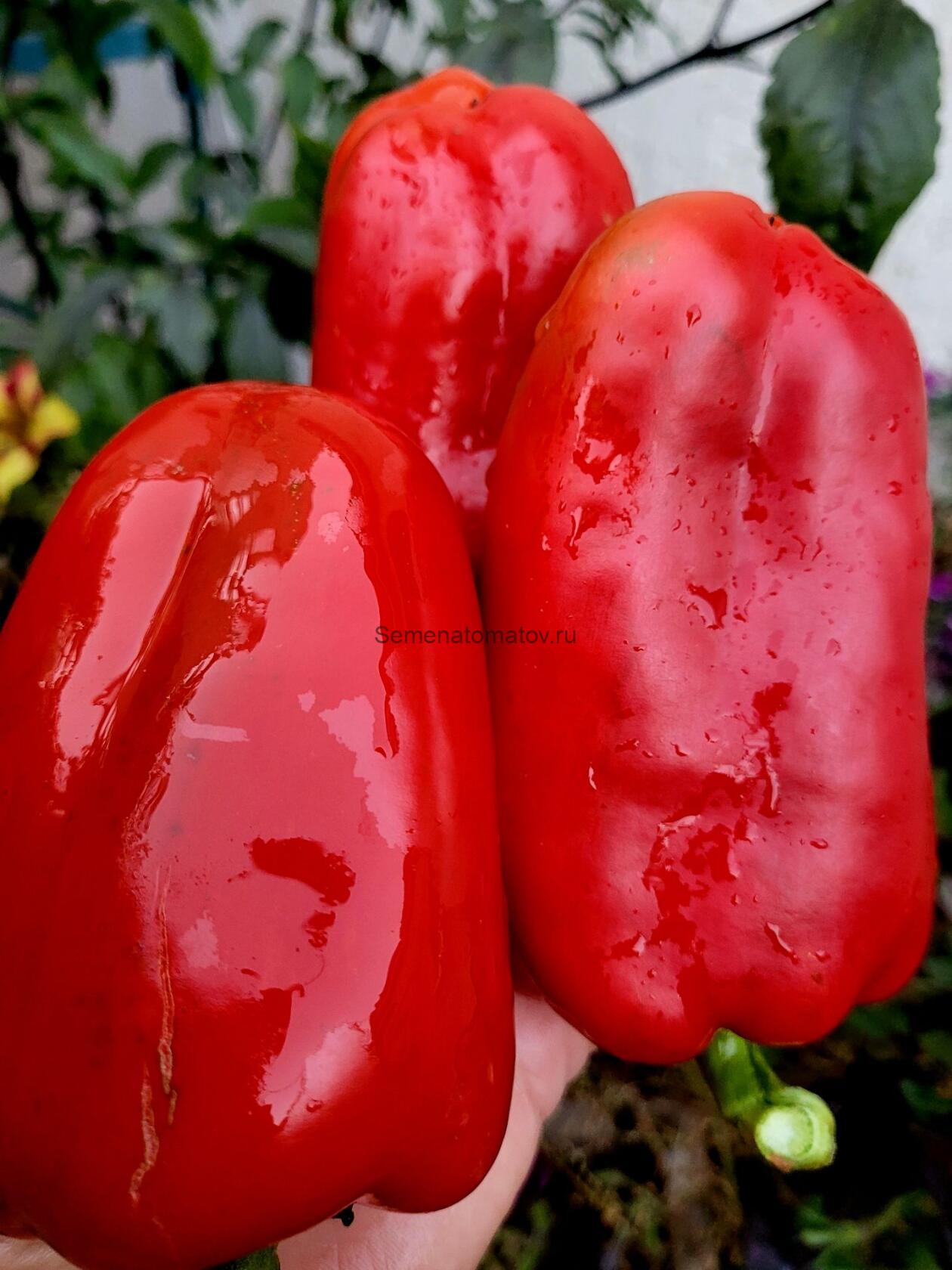 Гигант Полтавский