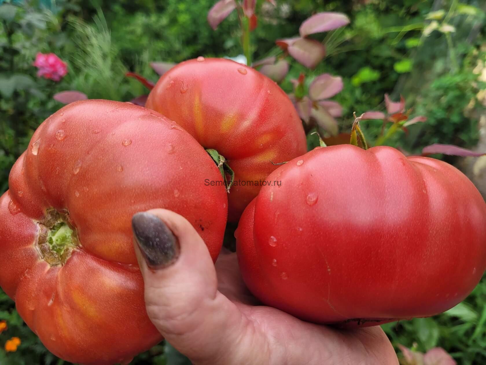 Pombriego del Bierzo (Помбриего дель Бьерсо)