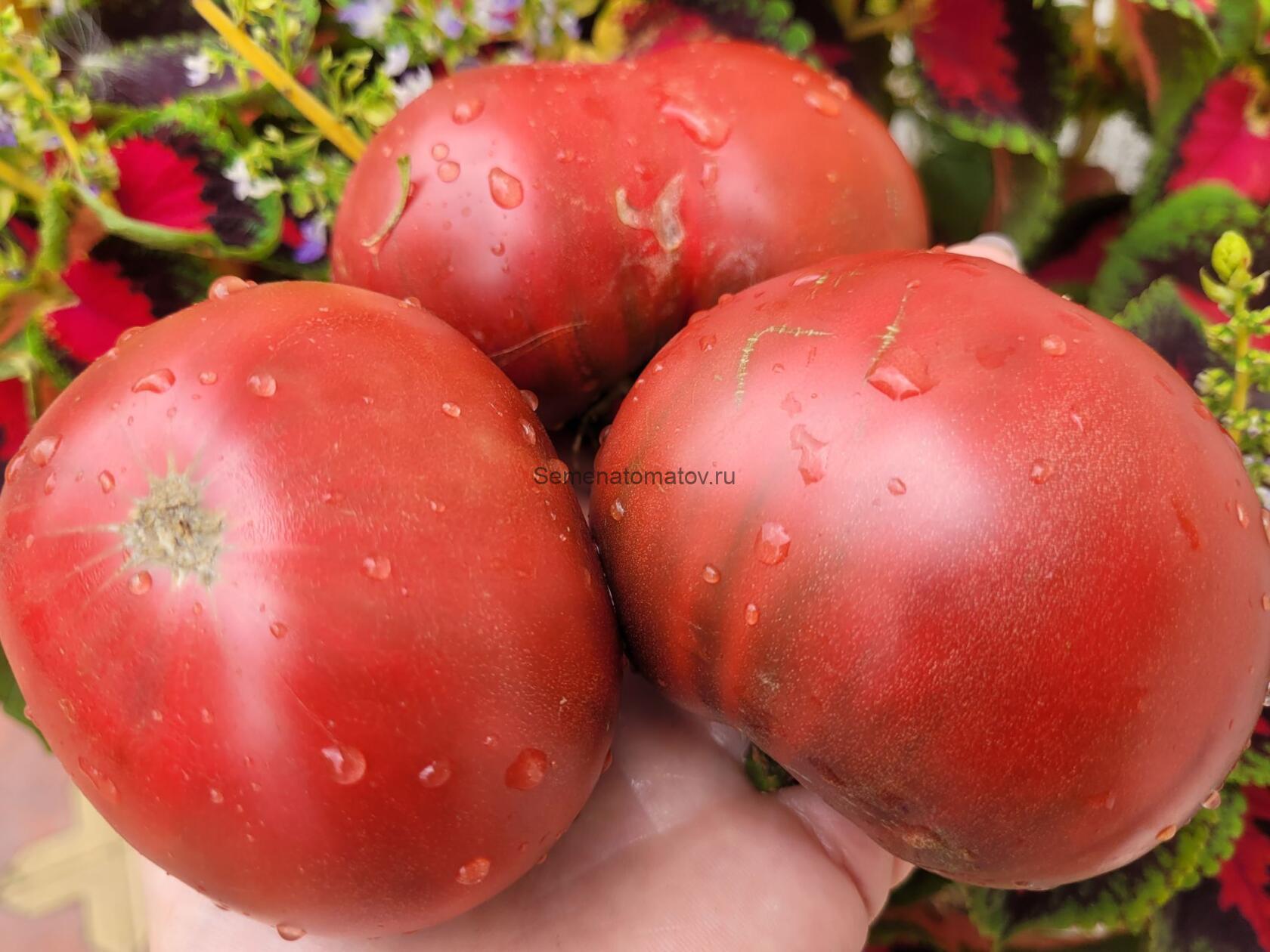 Гном ППИ ( PPI, США)