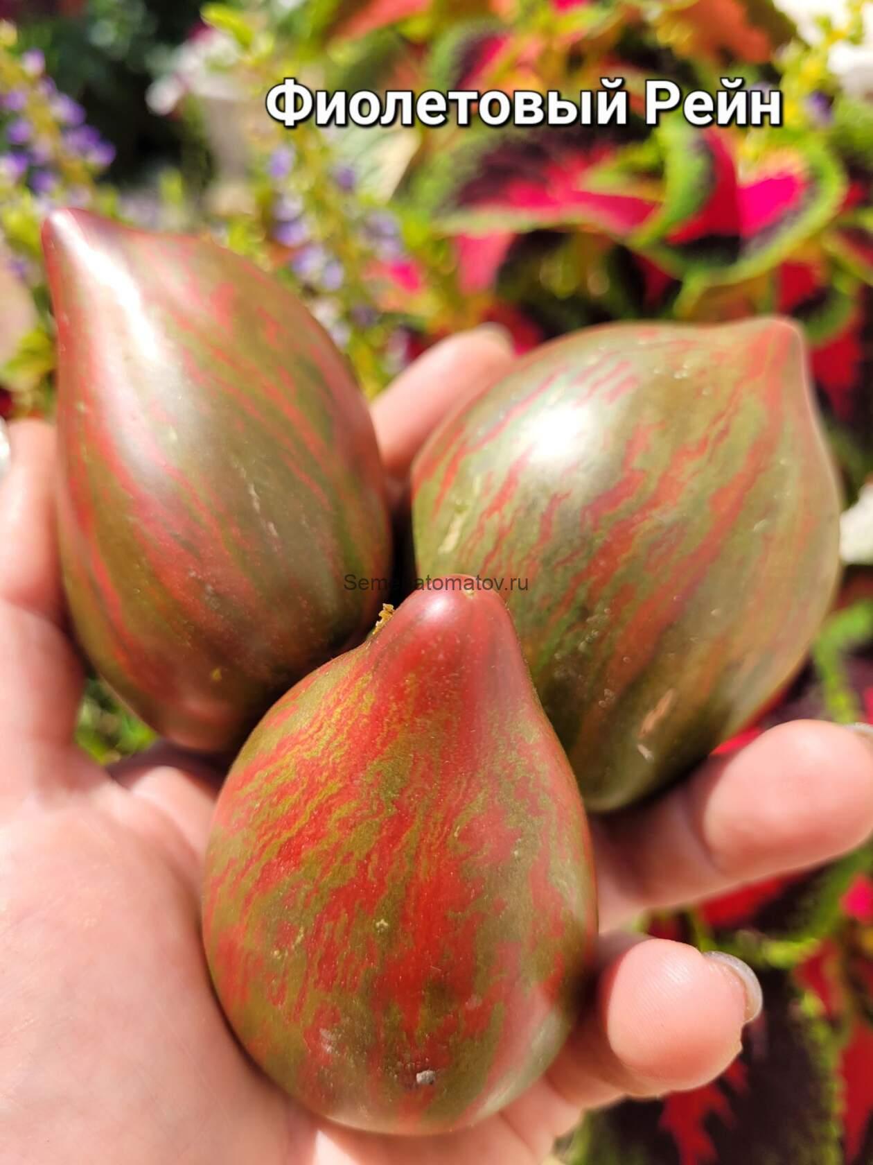 Dwarf Purple Rein (Гном Пурпурный Дождь)1м средне-ранний 150-250гр — изображение 2