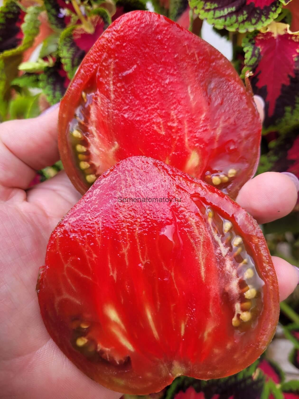 Dwarf Purple Rein (Гном Пурпурный Дождь)1м средне-ранний 150-250гр — изображение 3