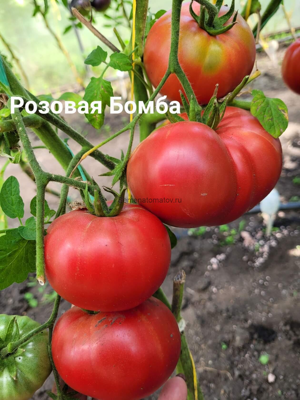 Розовая Бомба — изображение 2