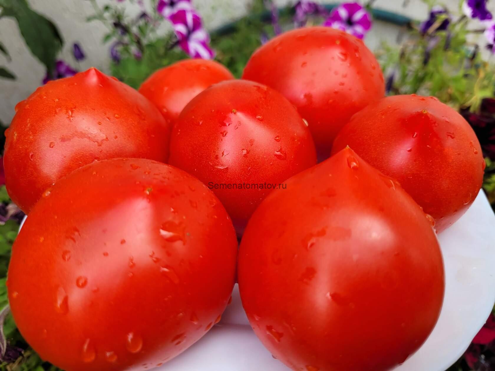 Сердцеедка