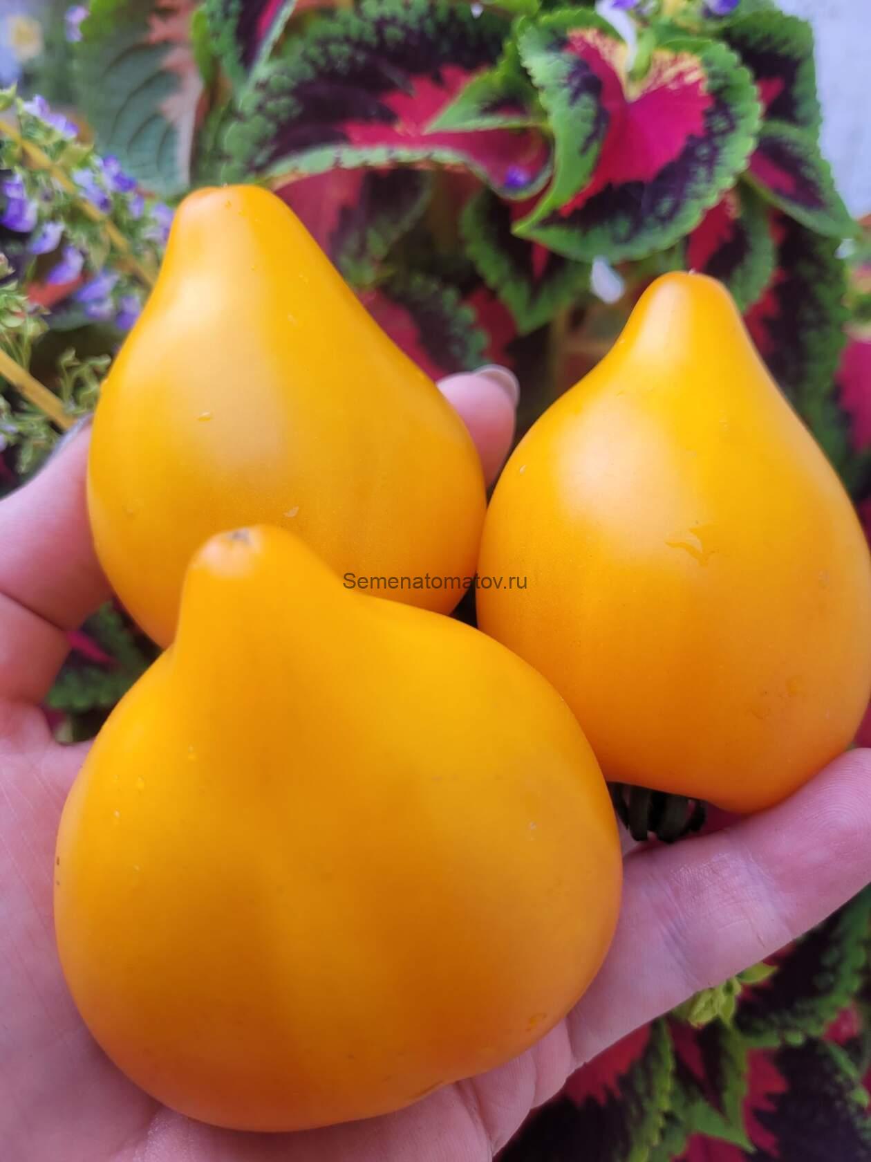 Corazon de Cordoba (Сердце из Кордоба)