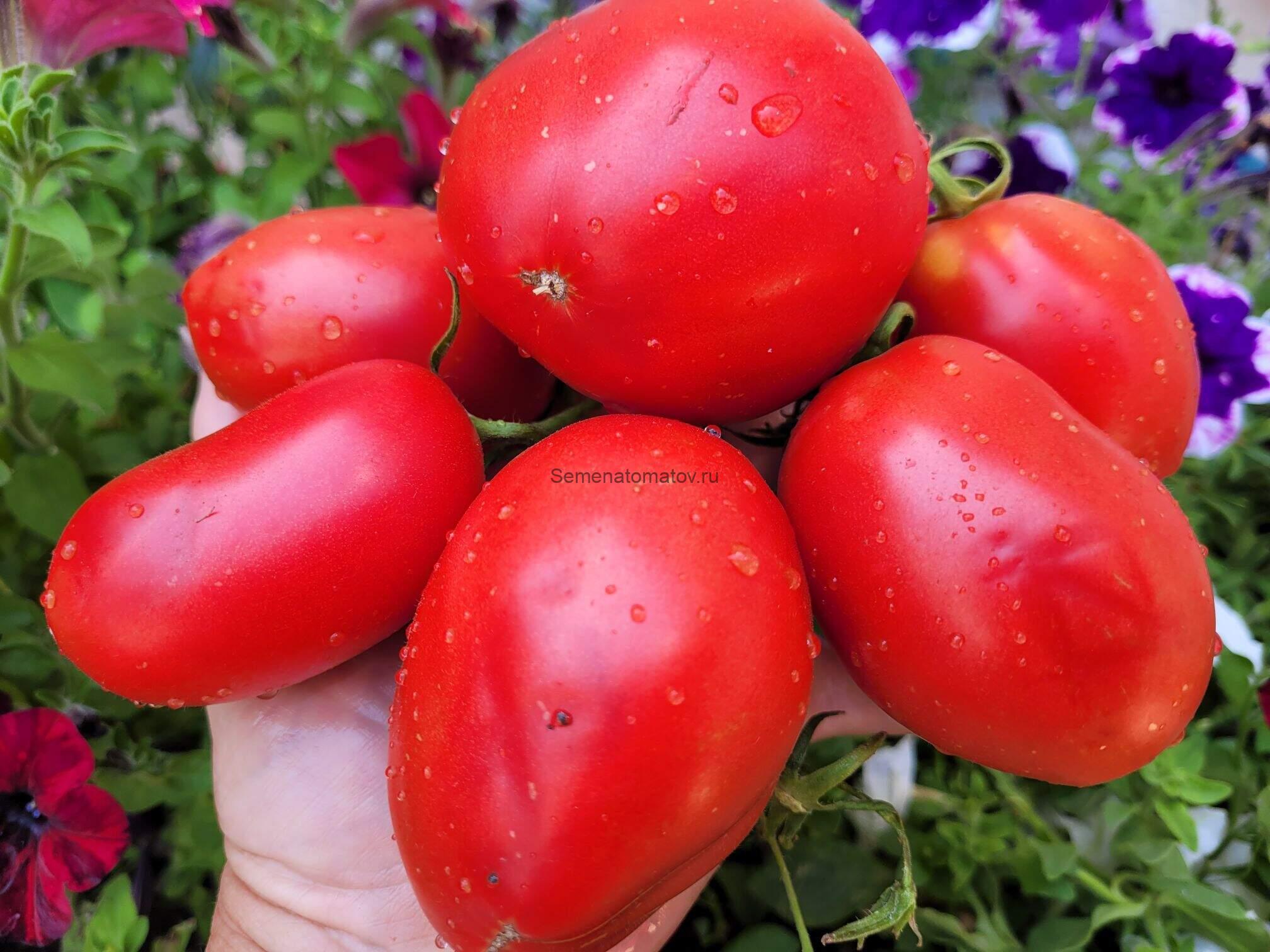 Simo Finland (Симо Финляндия)