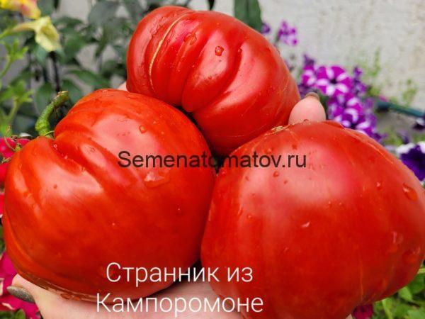 STRANO DI CAMPOMORONE Странно ди Кампромоне