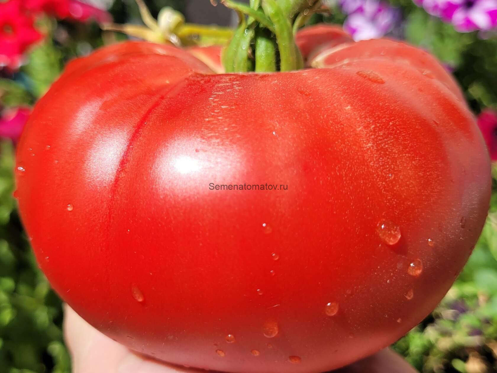 Rosii  Mari  de Suceava Крупный из Сучавы