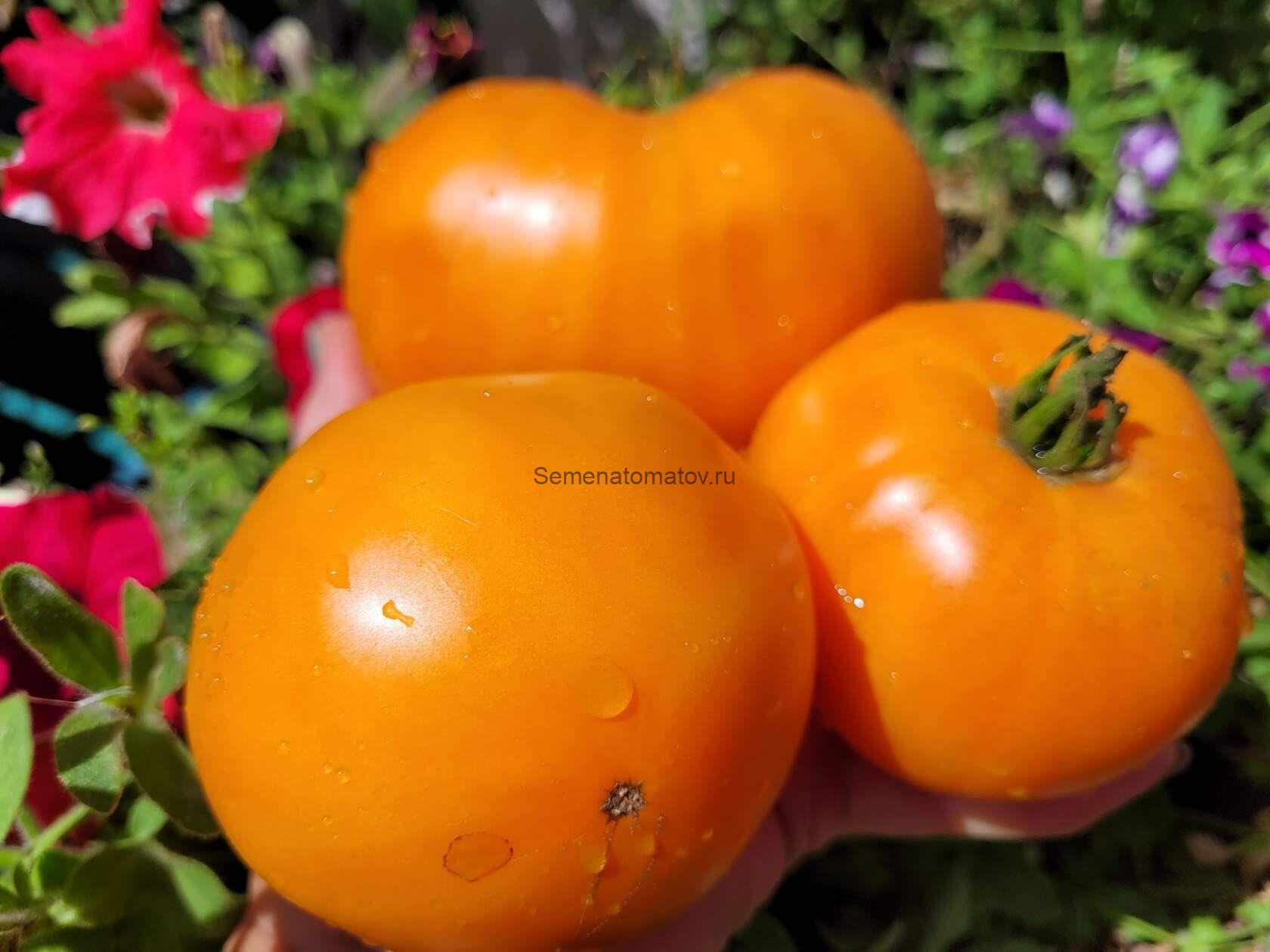 AUNT EULA'S ROCKHOUSE--Каменный домик тети Юлы