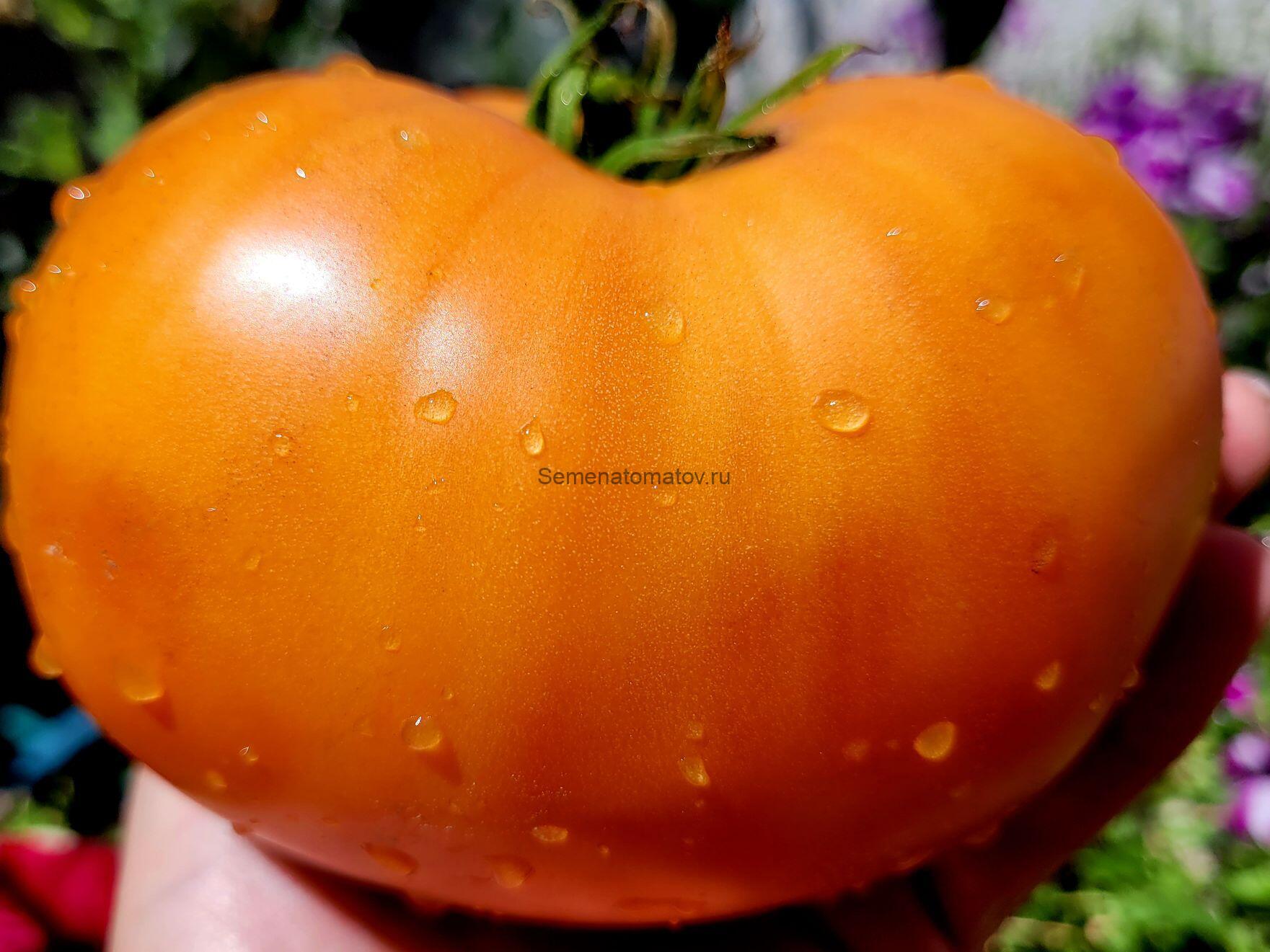 AUNT EULA'S ROCKHOUSE--Каменный домик тети Юлы — изображение 3