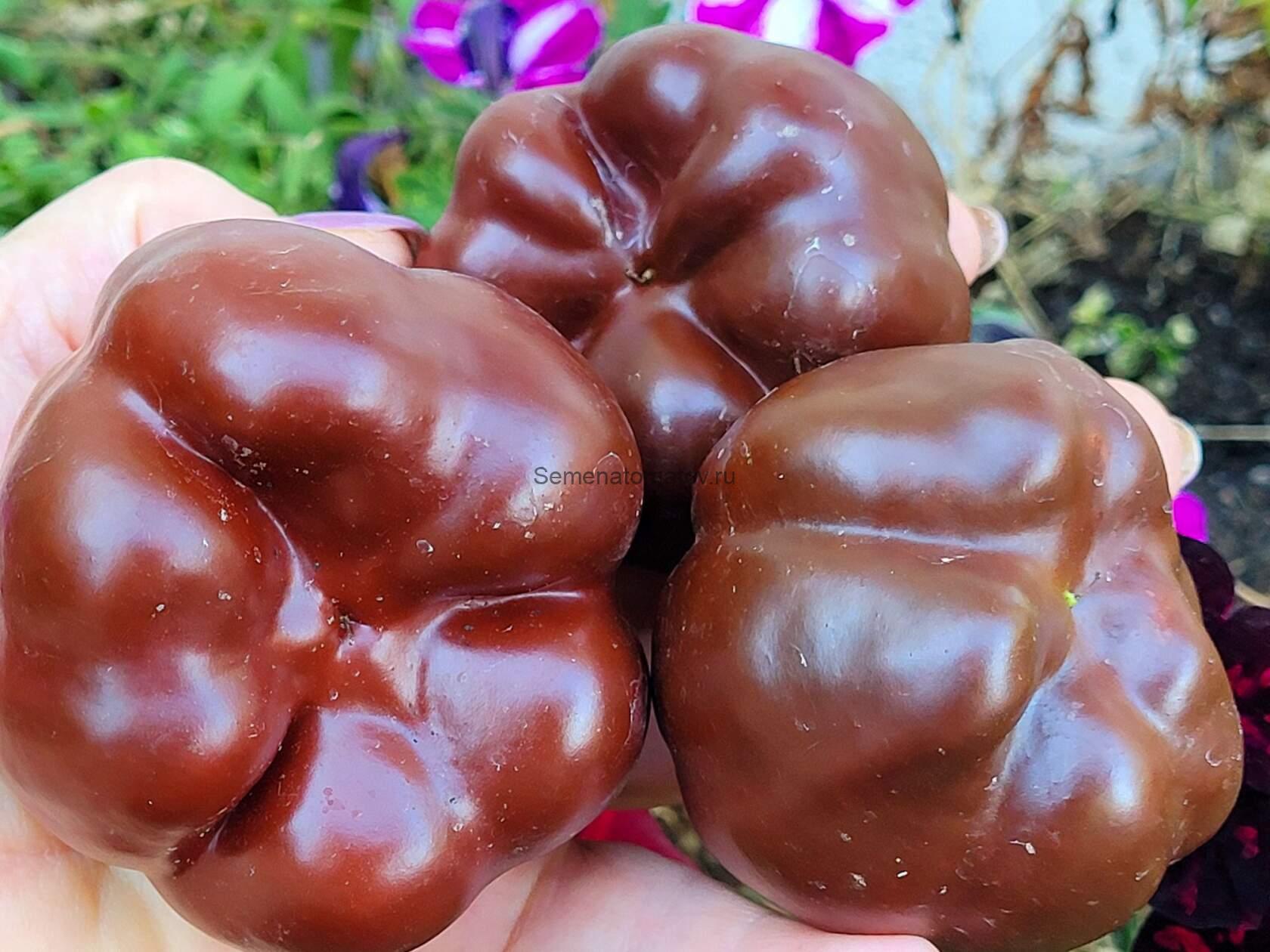 Tomatenpaprica Chocolate ( Томатный перец шоколадный )