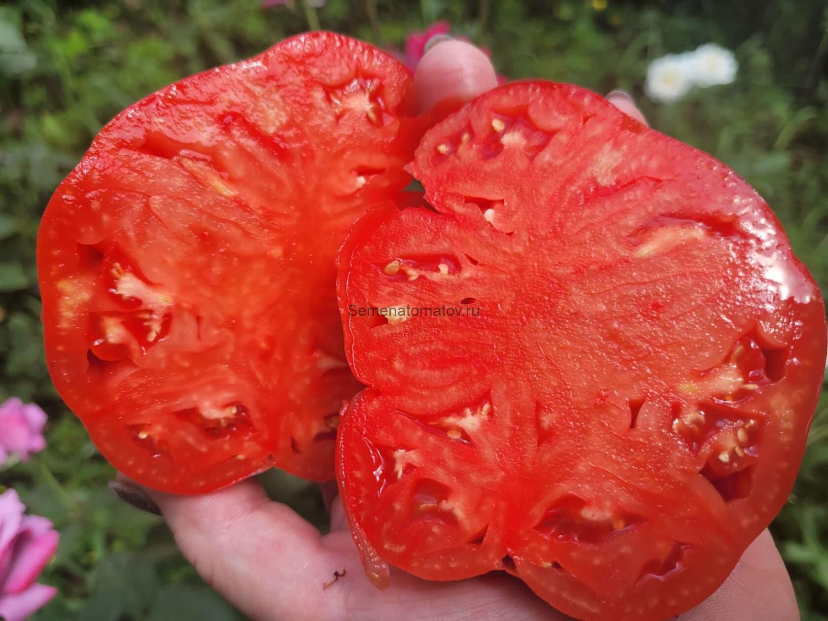 Grosse de Trelaze Гросс де Трелазе — изображение 2