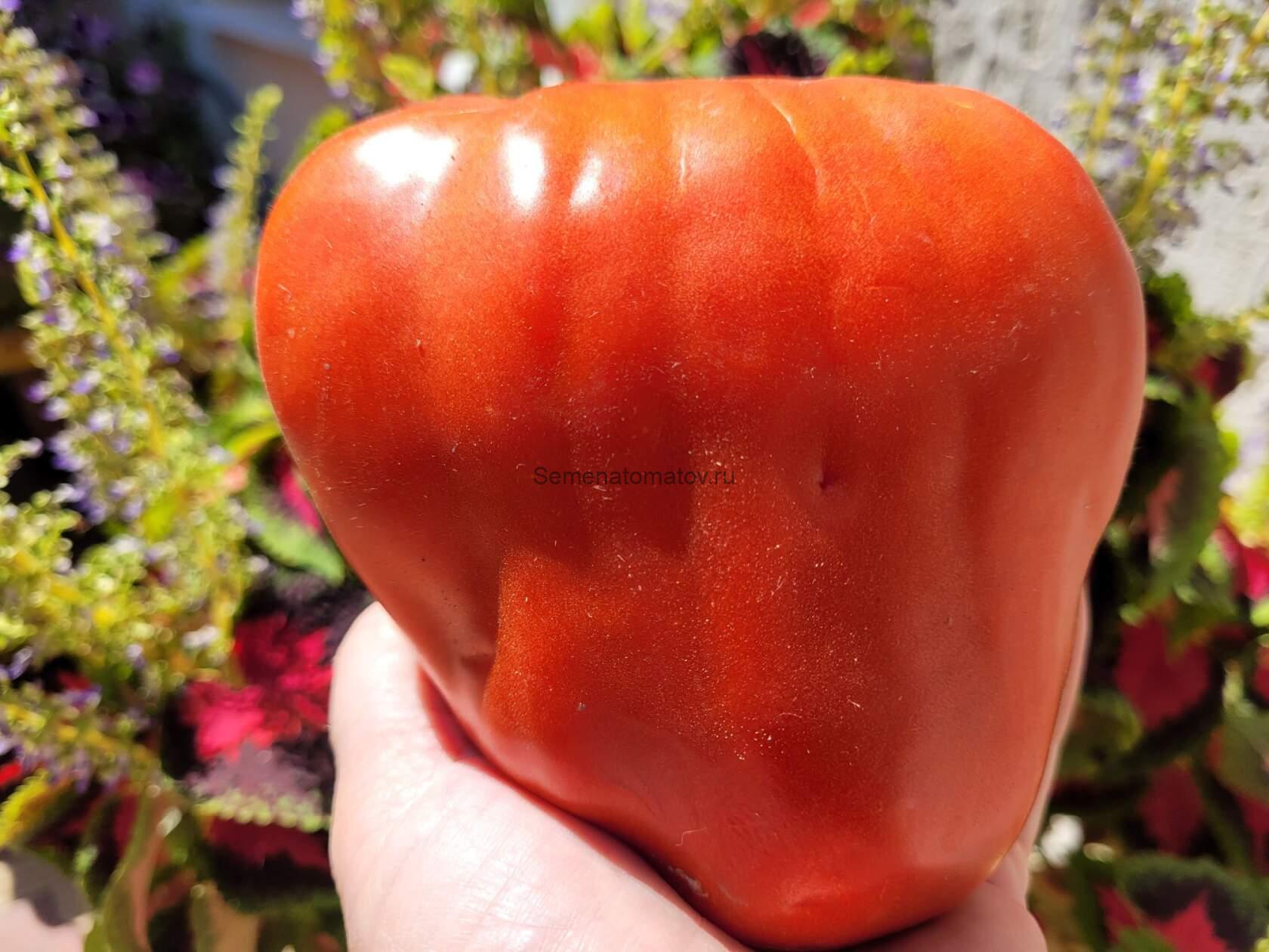 La Flappa Фляга Италия — изображение 2