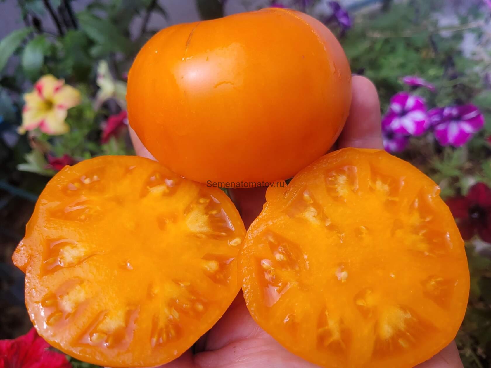 Revolutionary Hopkins Yellow (Революционер Хопкинс Желтый) — изображение 2