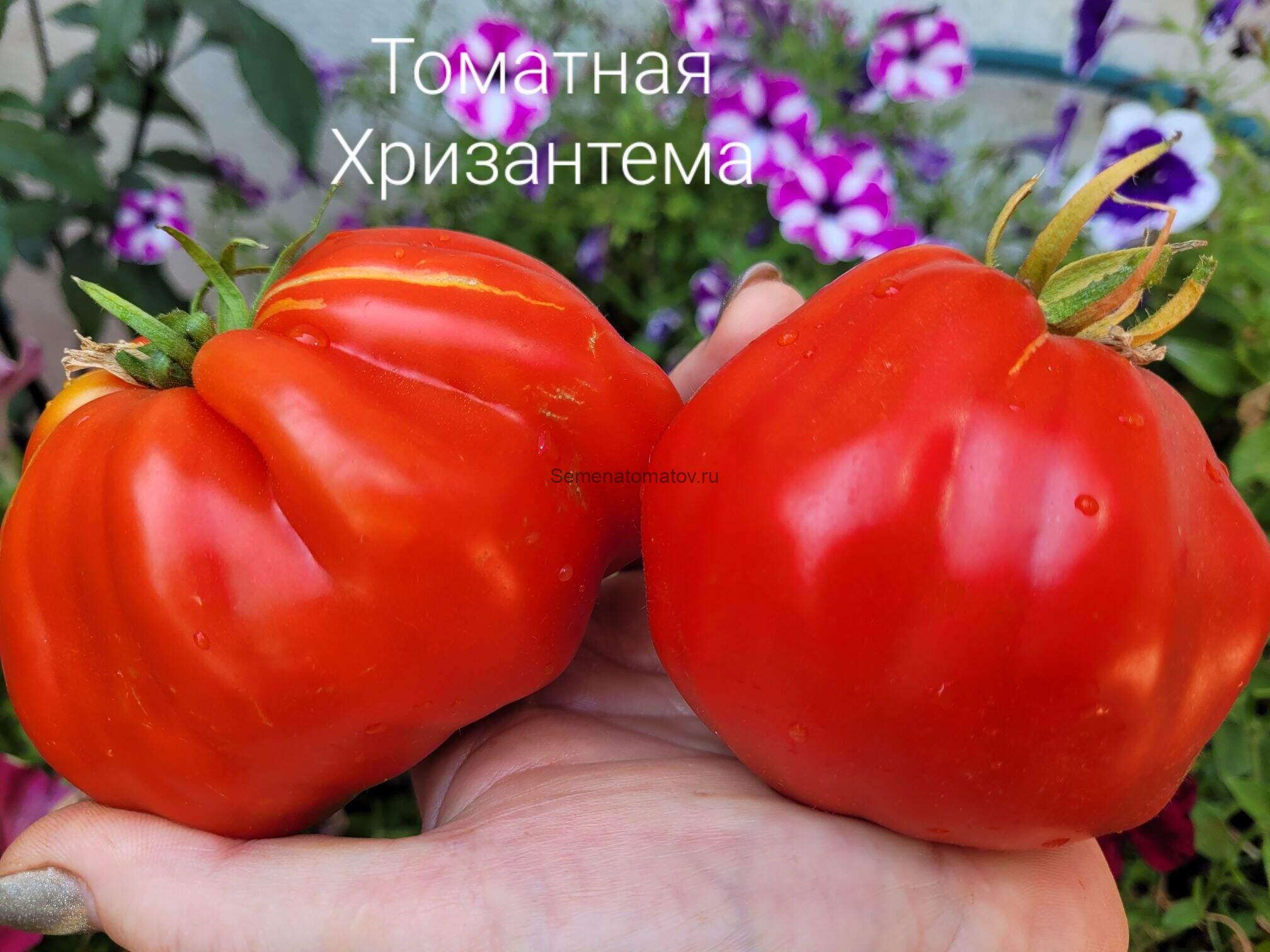 Томатная Хризантема — изображение 2