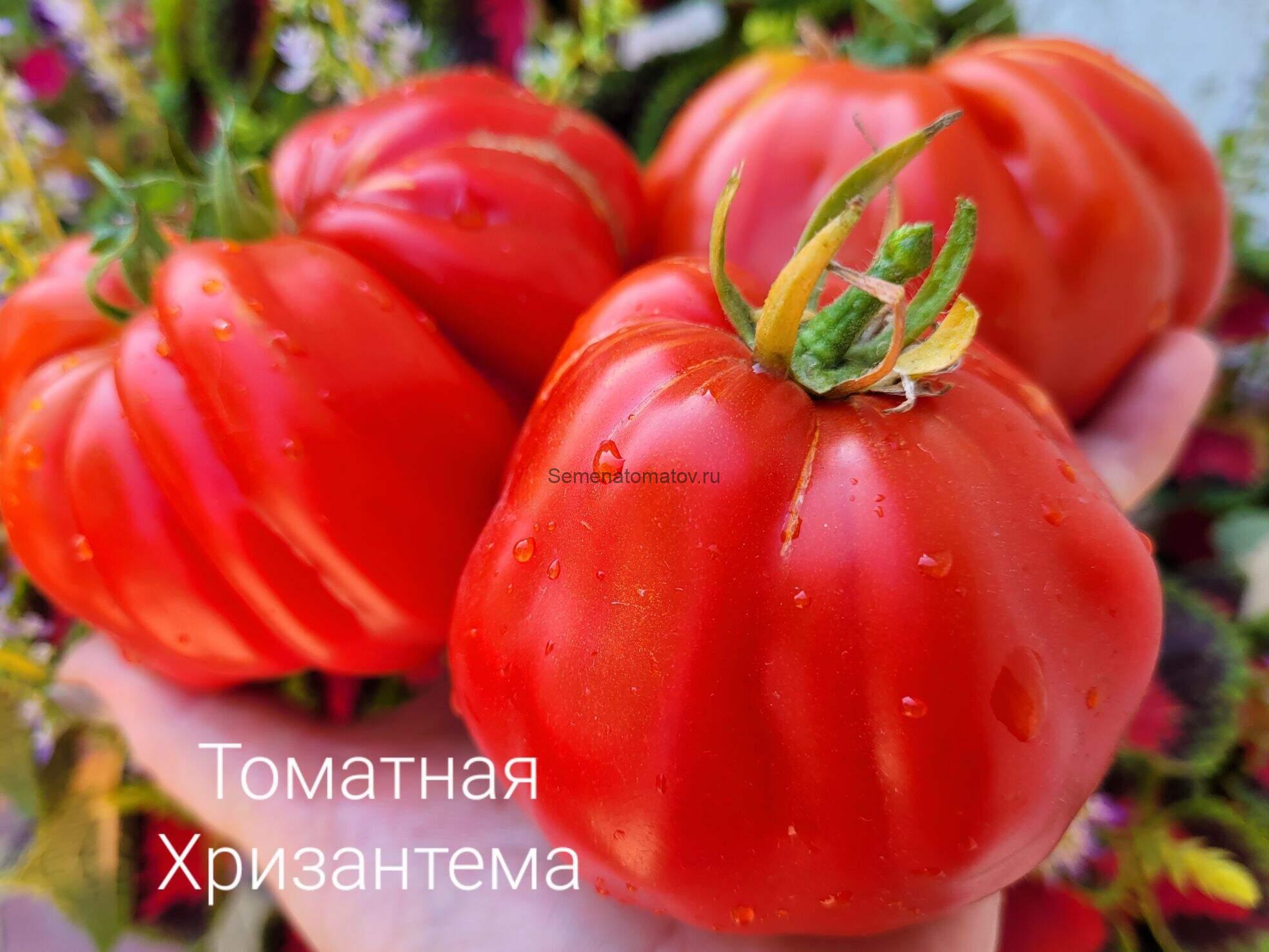 Томатная Хризантема