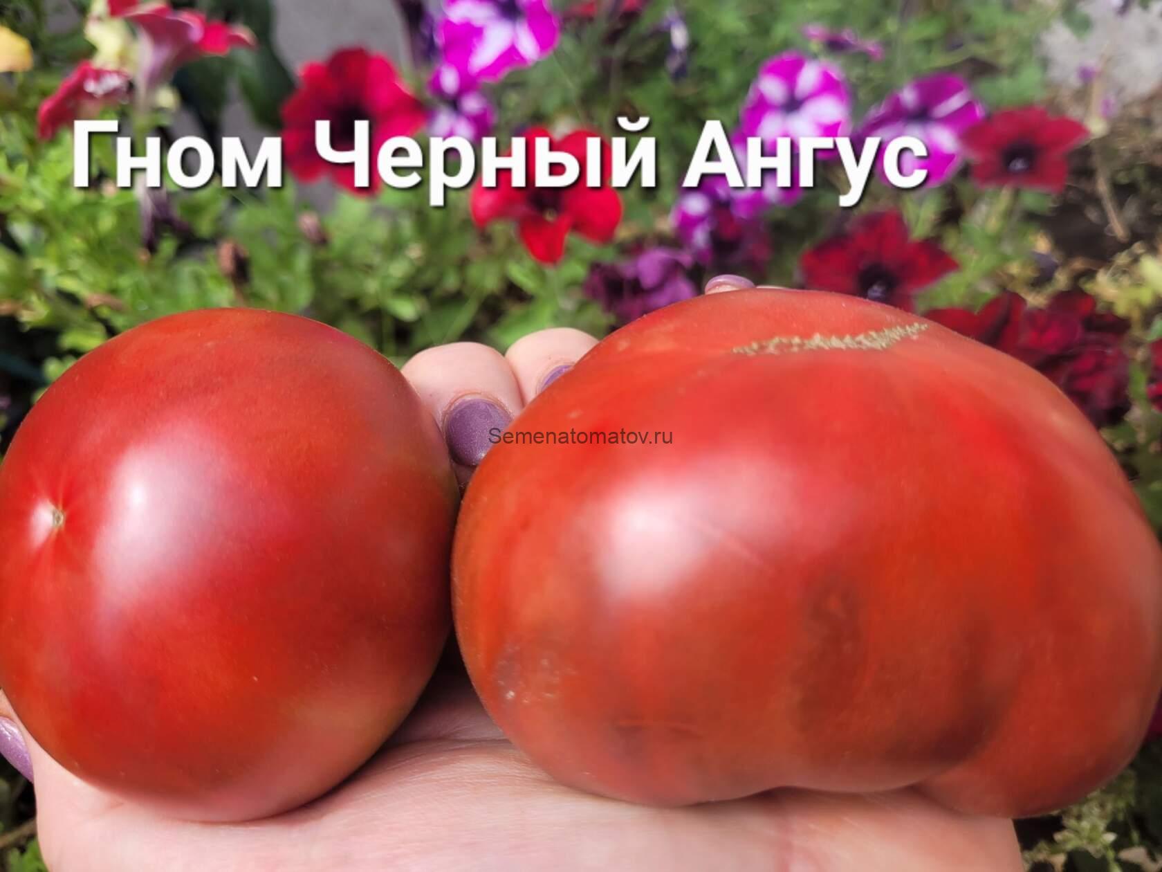 Гном черный Ангус Black Angus