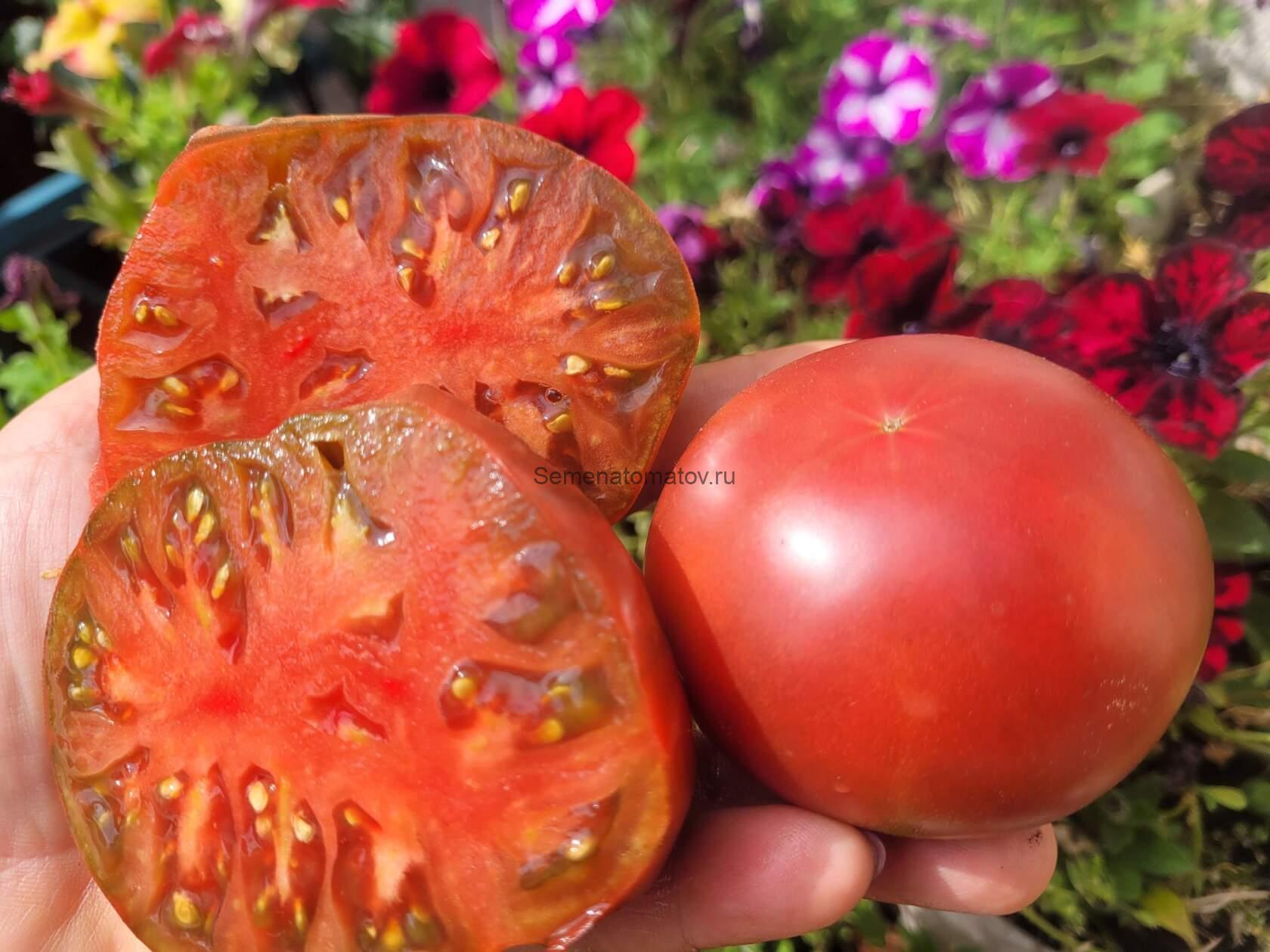 Гном черный Ангус Black Angus — изображение 2