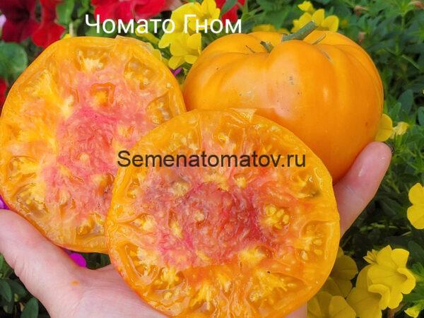 Dwarf Choemato Tomato Гном Чомато