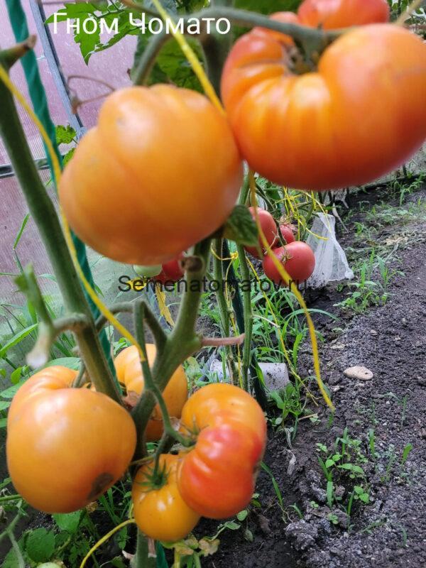 Dwarf Choemato Tomato Гном Чомато — изображение 2