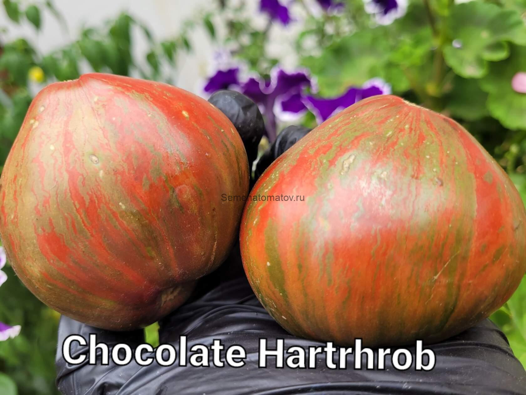 Dwarf Chocolate Heartthrob Гном Шоколадный Сердцеед — изображение 2